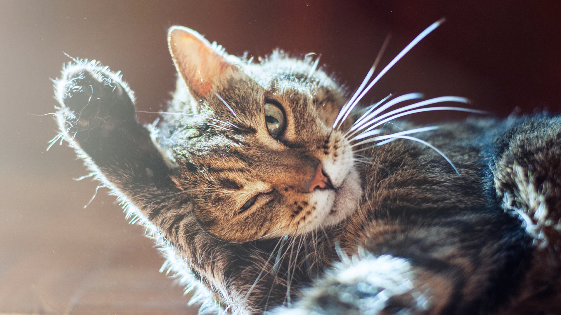 Коронавирусная  инфекция у кошек: профилактика, диагностика и лечение