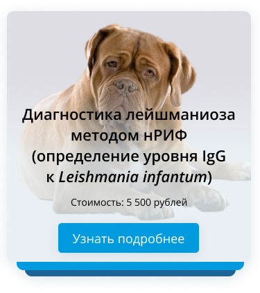 Диагностика лейшманиоза