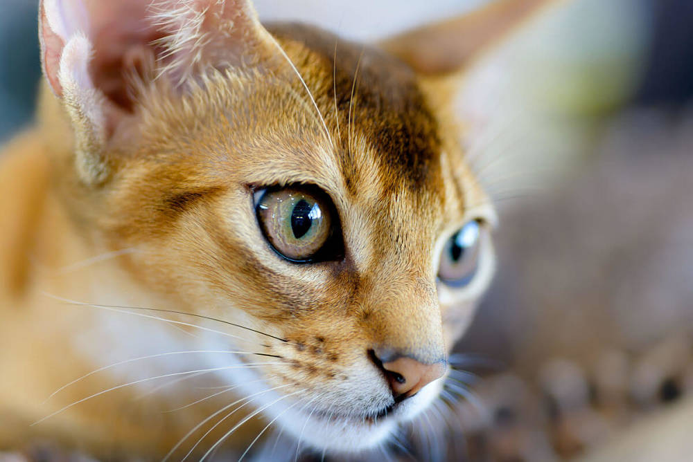 Генетические заболевания абиссинской кошки: выявление и последствия