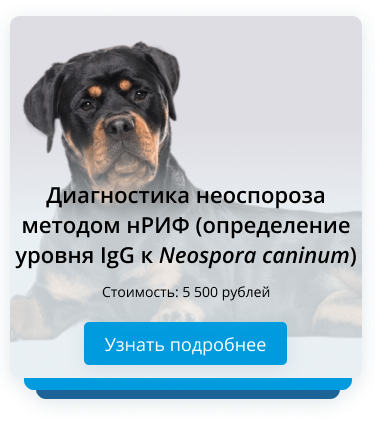 Диагностика неоспороза собак