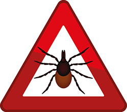 ostorozhno-iksodovye-kleshhi-sobak-rinocefalyus-sangvineus-dermacentor-variabilis-iksodes-ricinus.png