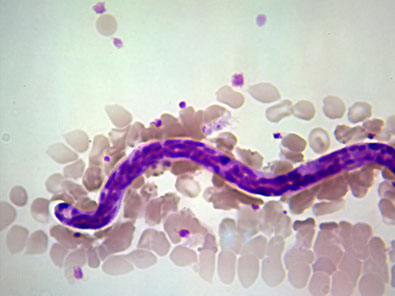 diagnostika-dirofilyarioza-u-sobak-v-sankt-peterburge-mikrofilyariya-dirofilaria-repence-ieu7591-fr.png