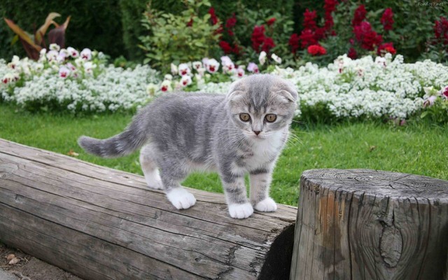Калицивирус кошек Калицивирус кошек