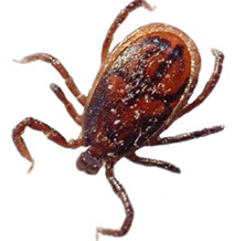 rhipicephalus-sanguineus-rinocefalyus-sangvineus-kleshh-iksodovyj-perenoschik-babezioza-sobak-piroplazmoza-sobak-anaplazmoza-sobak-ehrlikhioza-sobak-gepatozoonoza-sobak.jpg rhipicephalus-sanguineus-rinocefalyus-sangvineus-kleshh-iksodovyj-perenoschik-babezioza-sobak-piroplazmoza-sobak-anaplazmoza-sobak-ehrlikhioza-sobak-gepatozoonoza-sobak.jpg