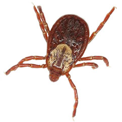 dermacentor-variabilis-dermacentor-variabilis-kleshh-iksodovyj-perenoschik-babezioza-sobak-piroplazmoza-sobak.jpg dermacentor-variabilis-dermacentor-variabilis-kleshh-iksodovyj-perenoschik-babezioza-sobak-piroplazmoza-sobak.jpg