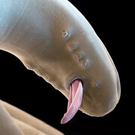 diagnostika-parazitarnykh-boleznej-v-nezavisimoj-veterinarnoj-laboratorii-poisk-dirofilaria-immitis-i-dirofilaria-repens-ieu3359-fr.png diagnostika-parazitarnykh-boleznej-v-nezavisimoj-veterinarnoj-laboratorii-poisk-dirofilaria-immitis-i-dirofilaria-repens-ieu3359-fr.png
