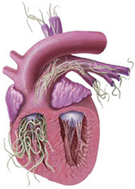 parazity-serdechnye-chervi-dirofilaria-immitis-ieu3355-fr.png parazity-serdechnye-chervi-dirofilaria-immitis-ieu3355-fr.png