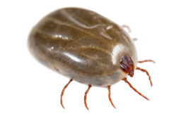 kleshh-iksodovyj-ixodes-ricinus-iksodes-ricinus-perenoschik-anaplazmoza-sobak-borrelioza-sobak-ehrlikhioza-sobak-virusnogo-kleshhevogo-ehncefalita-sobak-brown-dog-ticks.jpg kleshh-iksodovyj-ixodes-ricinus-iksodes-ricinus-perenoschik-anaplazmoza-sobak-borrelioza-sobak-ehrlikhioza-sobak-virusnogo-kleshhevogo-ehncefalita-sobak-brown-dog-ticks.jpg