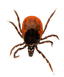 kleshh-iksodovyj-ixodes-ricinus-iksodes-ricinus-perenoschik-anaplazmoza-sobak-borrelioza-sobak-ehrlikhioza-sobak-virusnogo-kleshhevogo-ehncefalita-sobak.jpg kleshh-iksodovyj-ixodes-ricinus-iksodes-ricinus-perenoschik-anaplazmoza-sobak-borrelioza-sobak-ehrlikhioza-sobak-virusnogo-kleshhevogo-ehncefalita-sobak.jpg