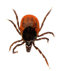 kleshh-iksodovyj-ixodes-ricinus-iksodes-ricinus-perenoschik-anaplazmoza-sobak-borrelioza-sobak-ehrlikhioza-sobak-virusnogo-kleshhevogo-ehncefalita-sobak.jpg